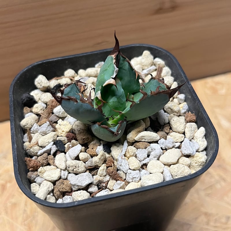 アガべ チタノタ ブルーボール | GREEN LUCK