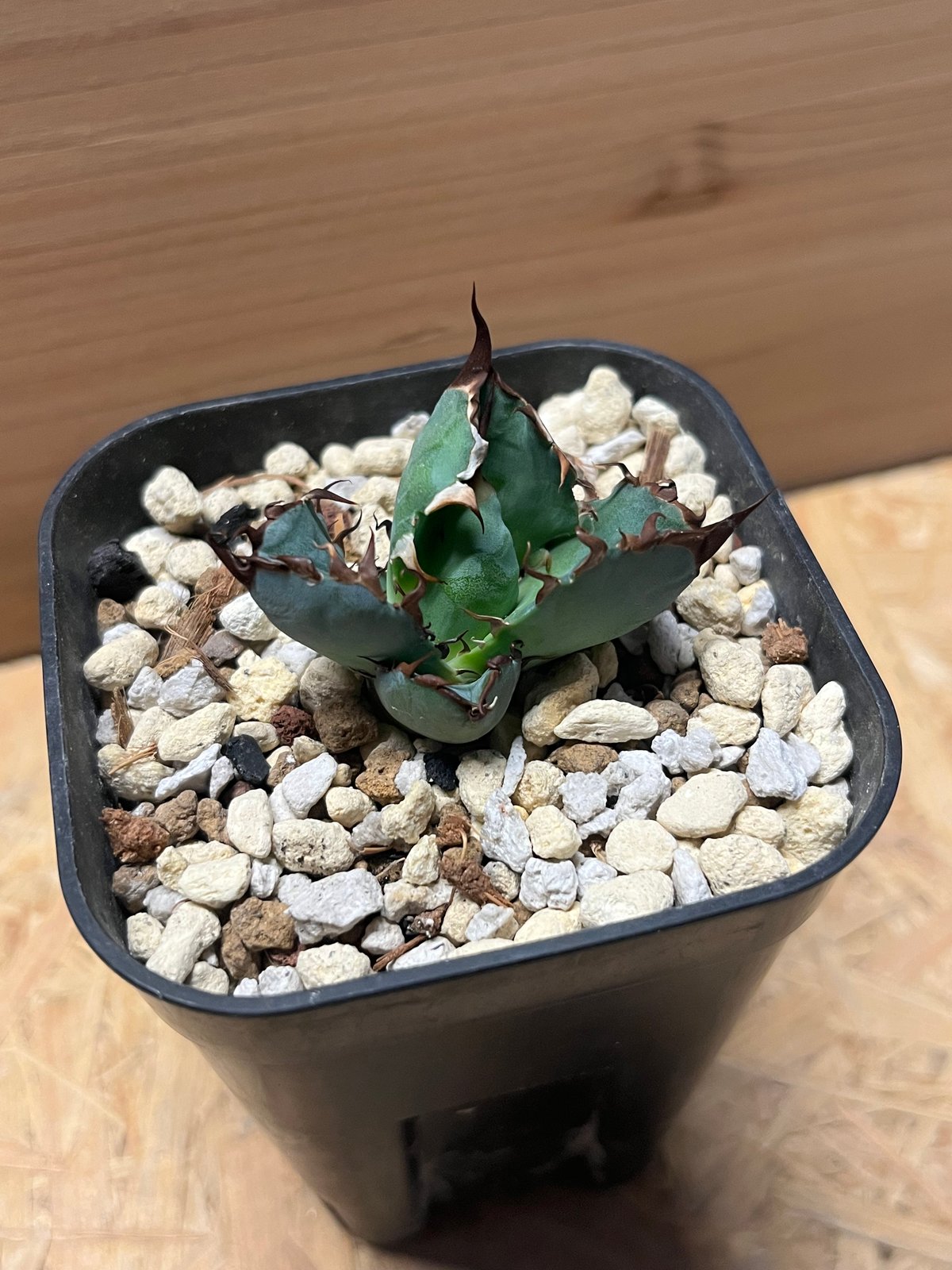 アガべ チタノタ ブルーボール | GREEN LUCK