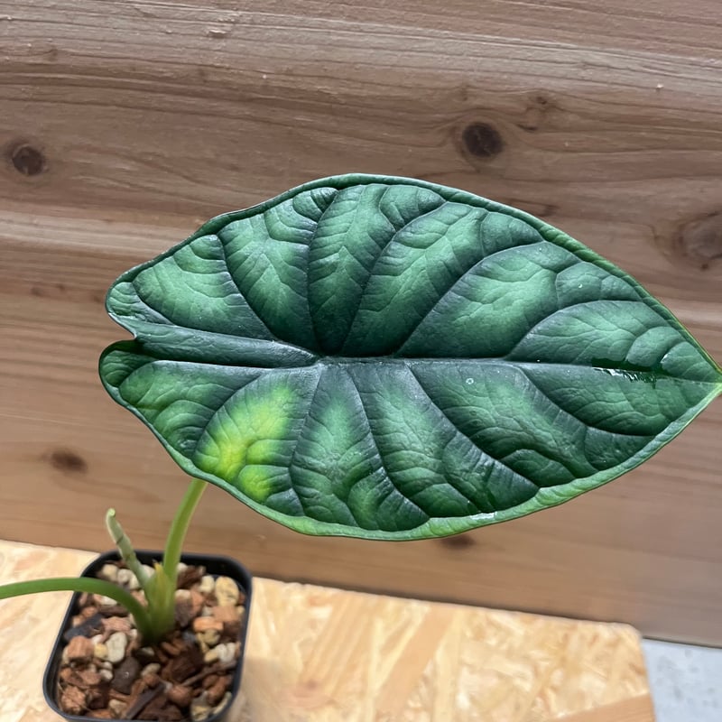 アロカシア ドラゴンスケール | GREEN LUCK