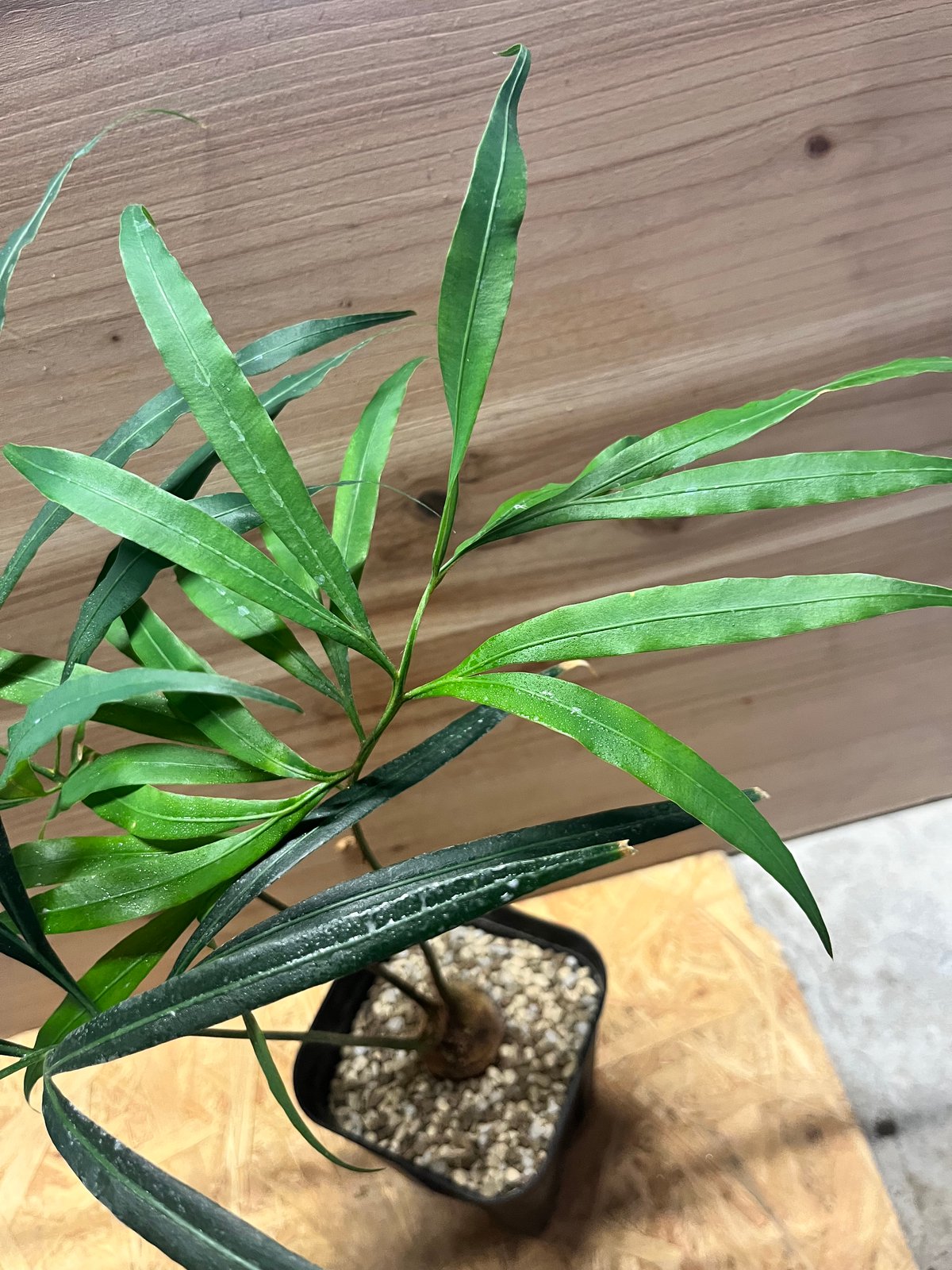 サイカス デバオエンシス | GREEN LUCK