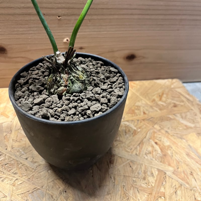 ディオーン　エデュレ3 ディオーン エデュレ | GREEN LUCK