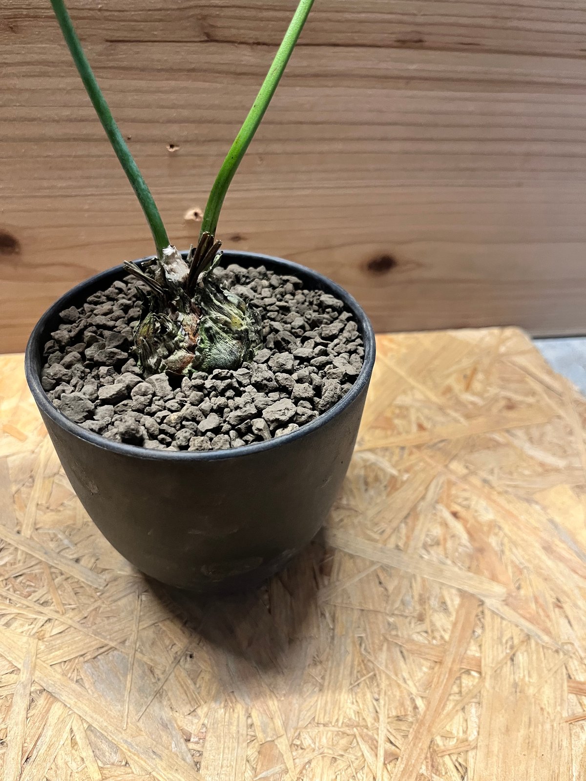 ディオーン エデュレ | GREEN LUCK