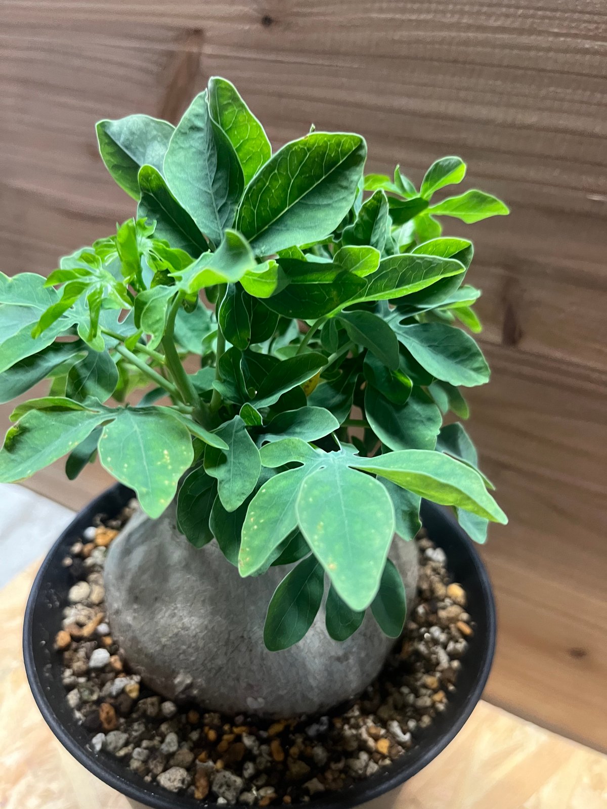 アデニア グラウカ | GREEN LUCK