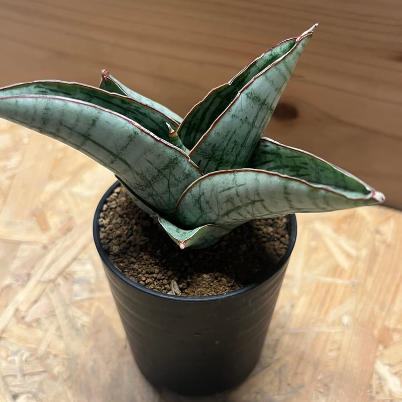 サンスベリア ホビット | GREEN LUCK