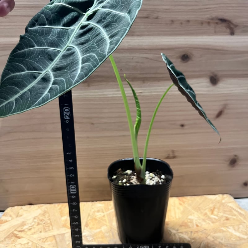 アロカシア ワトソニアナ 'ブラック' | GREEN LUCK