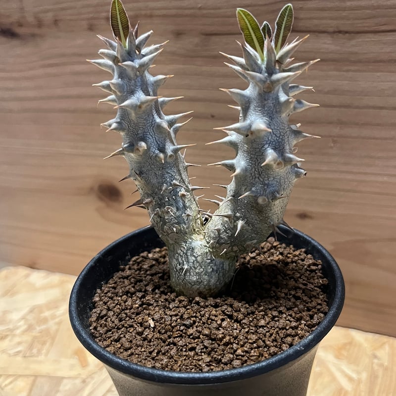 blue ページ　パキポディウム2点 パキポディウム エブルネウム×デンシフローラム① | hanayoshi