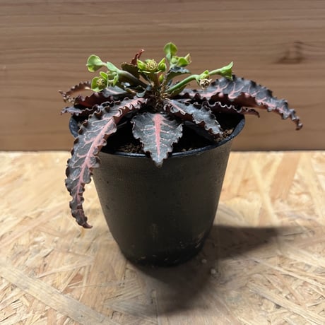 ユーフォルビア　フランコイシー　ラバティー　ハイブリッド ユーフォルビア・フランコイシー（Euphorbia francoisii）| 育て