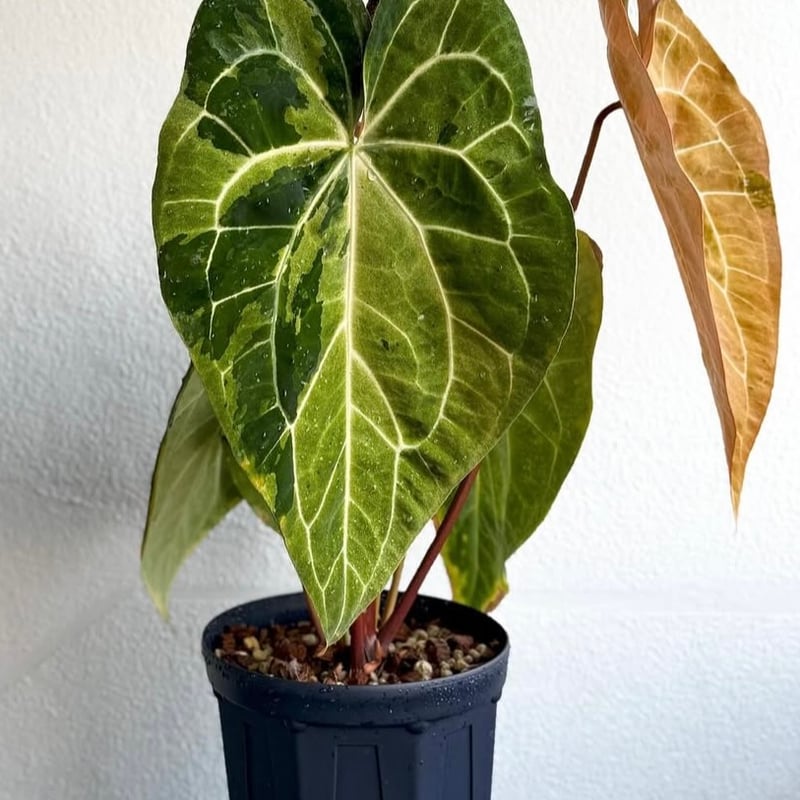 アンスリウム パンプキンスパイス×レッドクリスタル | GREEN LUCK