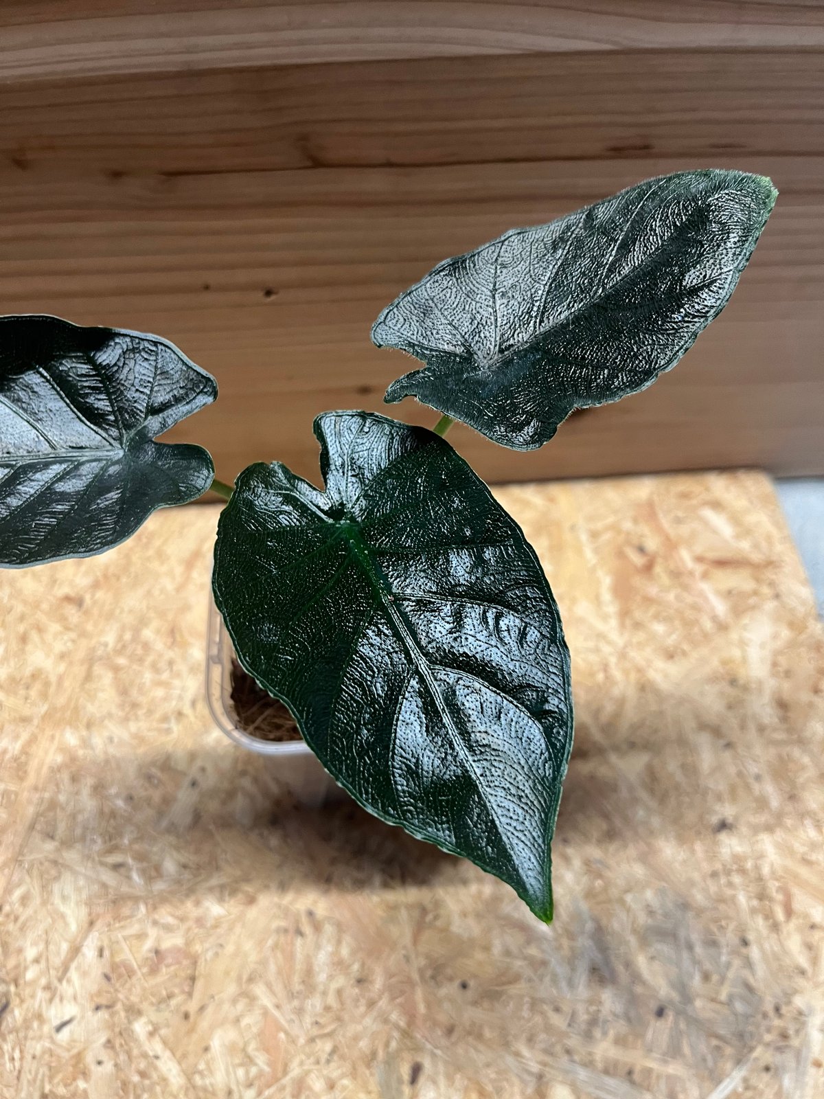 アロカシア アントロベルベット | GREEN LUCK