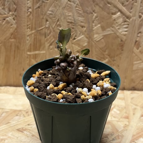 コレクション 現地株 オトンナ アルミアナ 管理5年目② アルミアナ | STORES