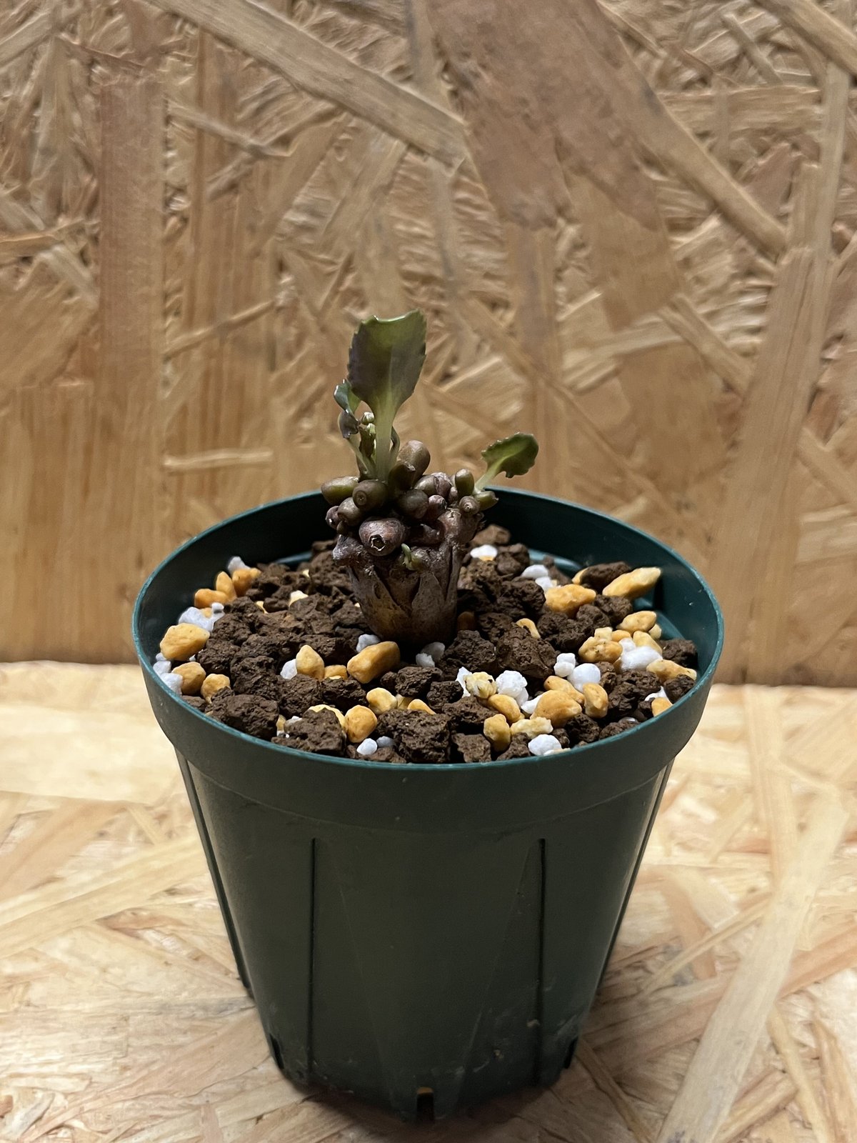 コレクション 現地株 オトンナ アルミアナ 管理5年目① オトンナ アルミアナ | GREEN LUCK