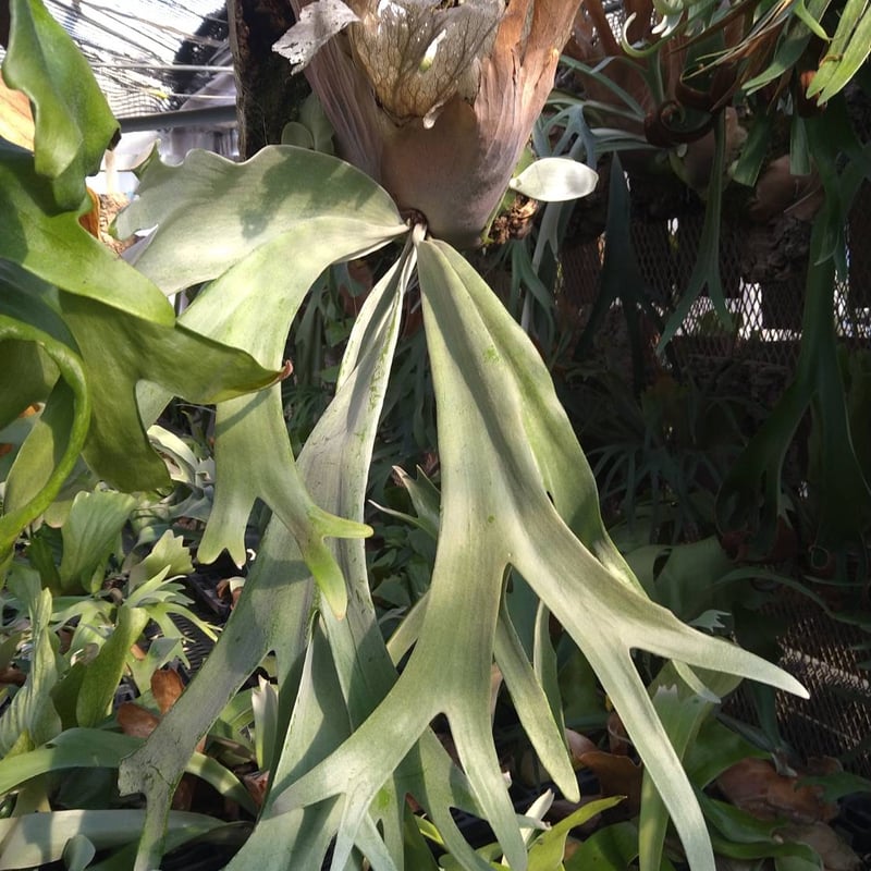 【希少】【美株】ビカクシダ　ラウンド　クラウド 希少】【美株】ビカクシダ ラウンド クラウド ビカクシダ クラウド