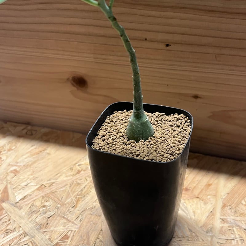 アデニア グラウカ | GREEN LUCK