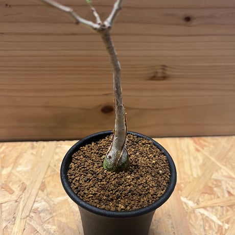 パキコルムス　ディスカラー　象の木