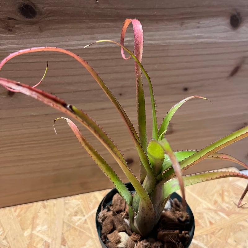 ネオレゲリア sp. | GREEN LUCK