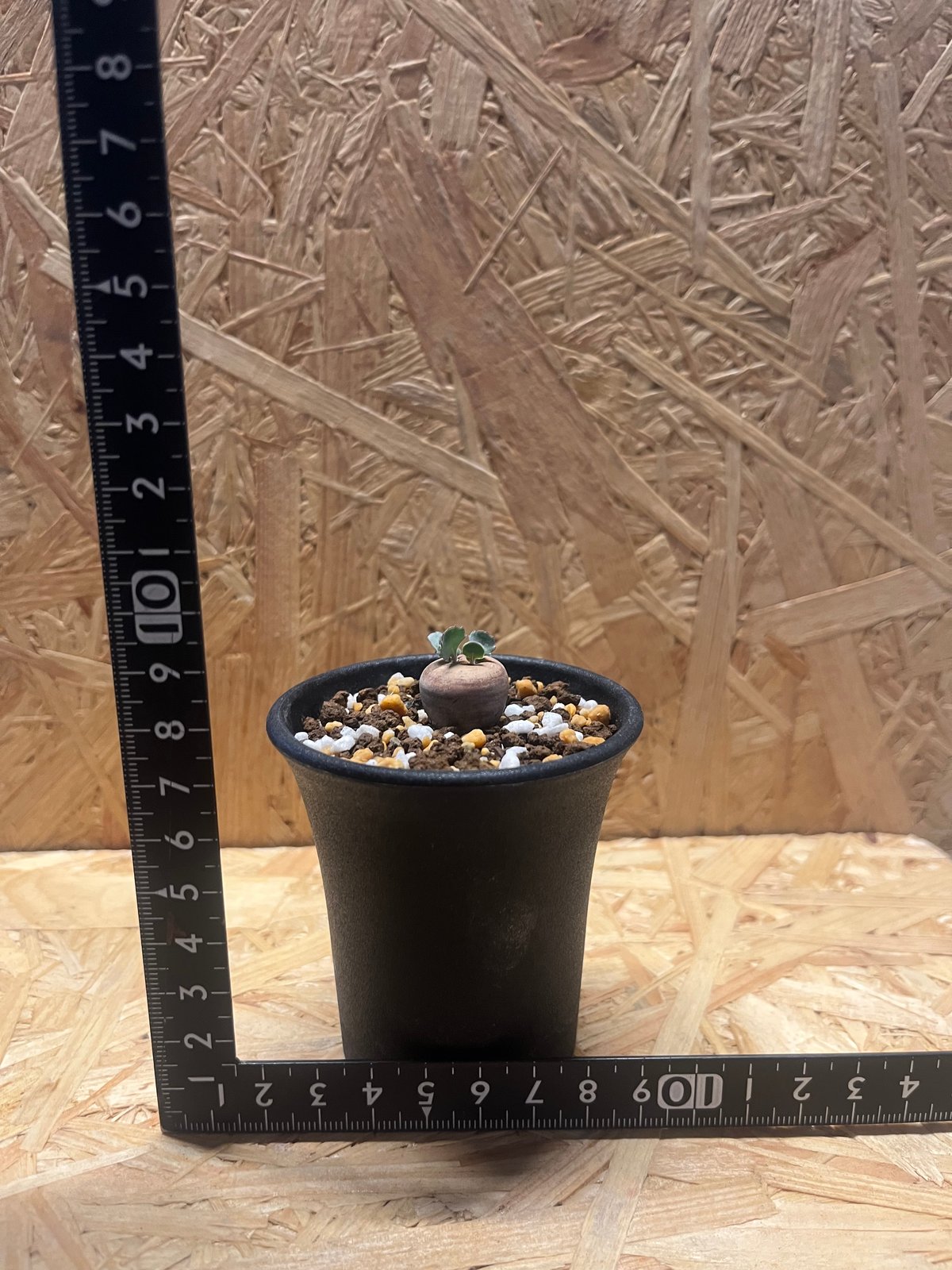 オトンナ カカリオイデス 実生 | GREEN LUCK