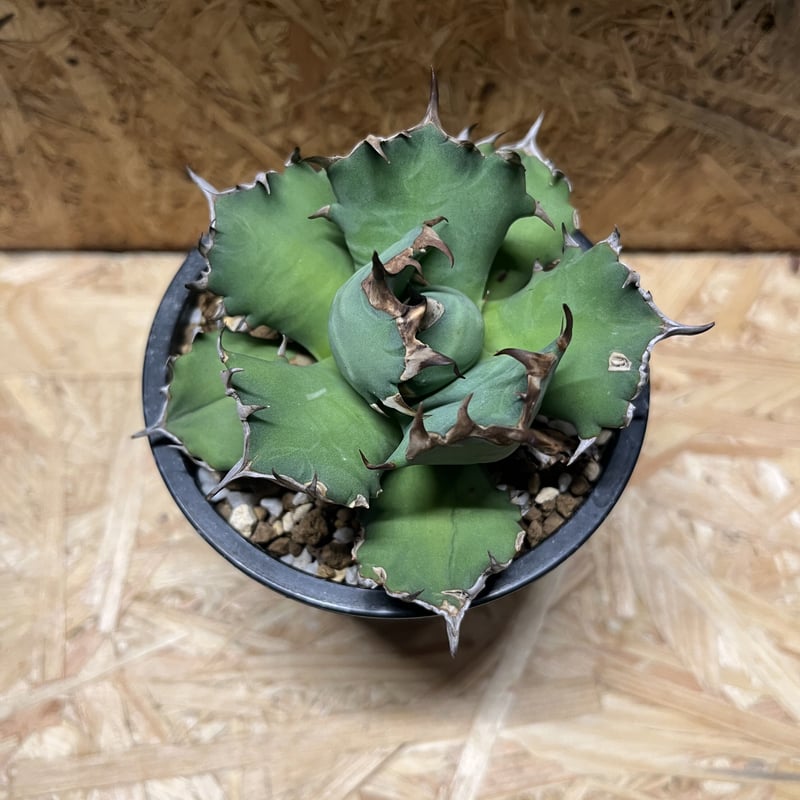 \"agave titanota 農大No.1\"　短葉　アガベ　チタノタ　強棘 agave titanota 農大No.1