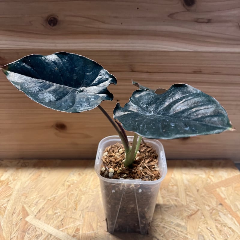 アロカシア インフェルナリス ブラックマジック | GREEN LUCK
