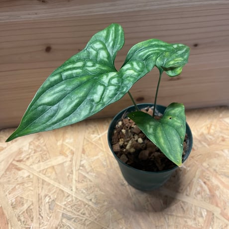 セルセスティス | STORES