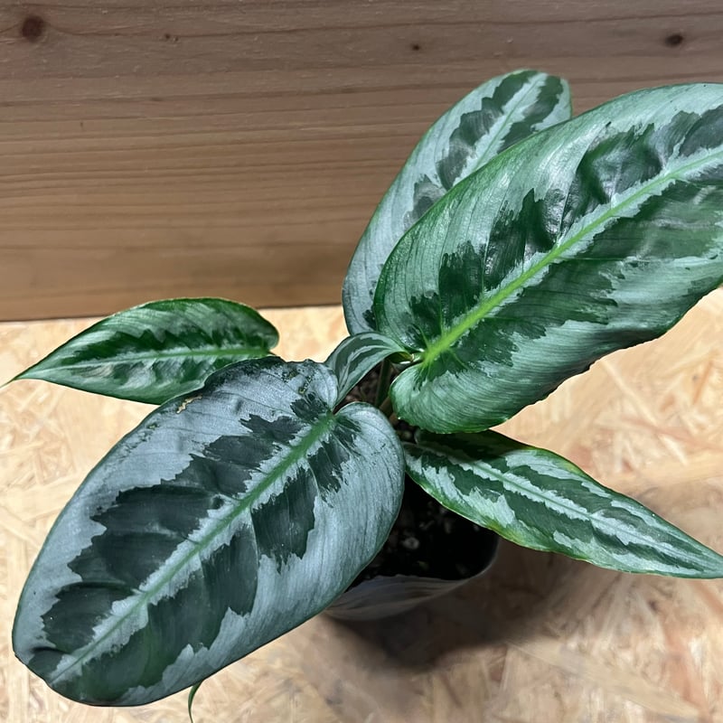 スキスマトグロッティス ハイナエンシス | GREEN LUCK