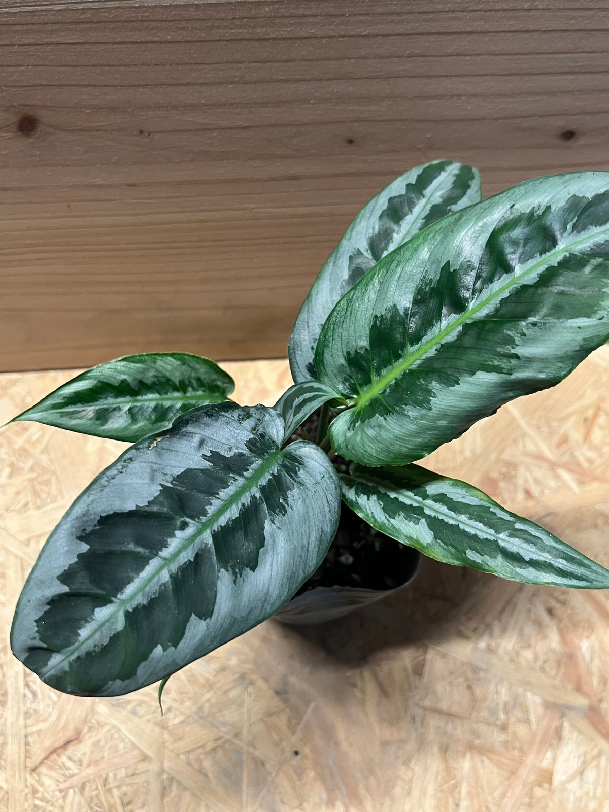 スキスマトグロッティス ハイナエンシス | GREEN LUCK