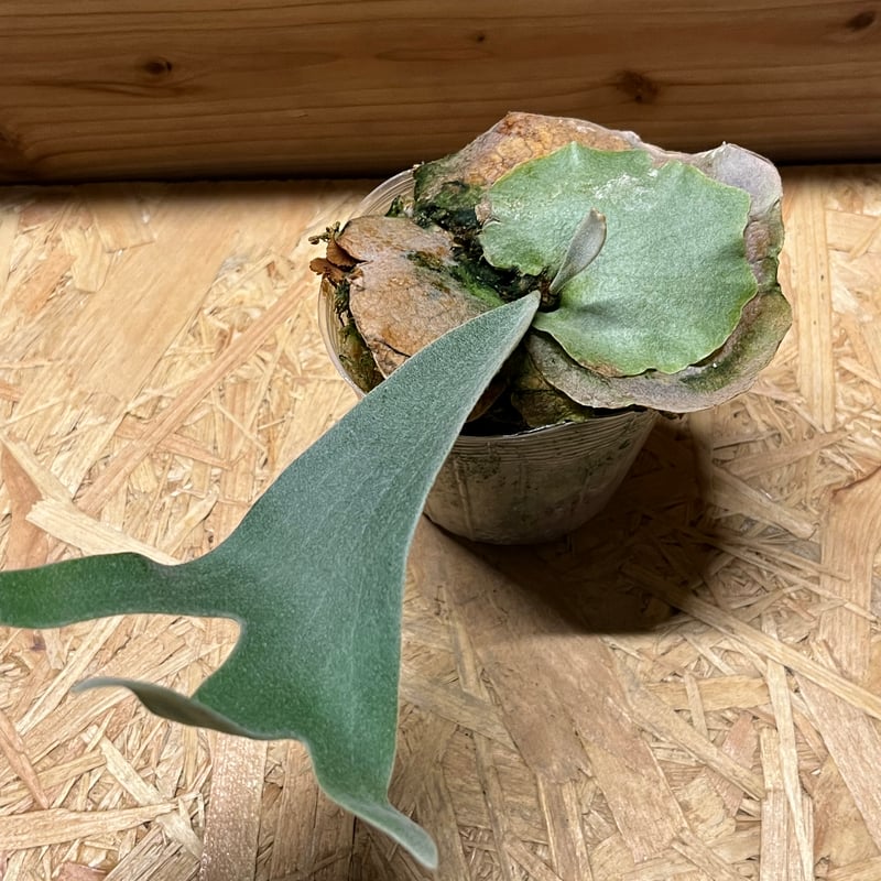 P.veitchii 'Lemoinei' ベイチー　レモイネイ　ビカクシダ fit=scale-down,w=1200