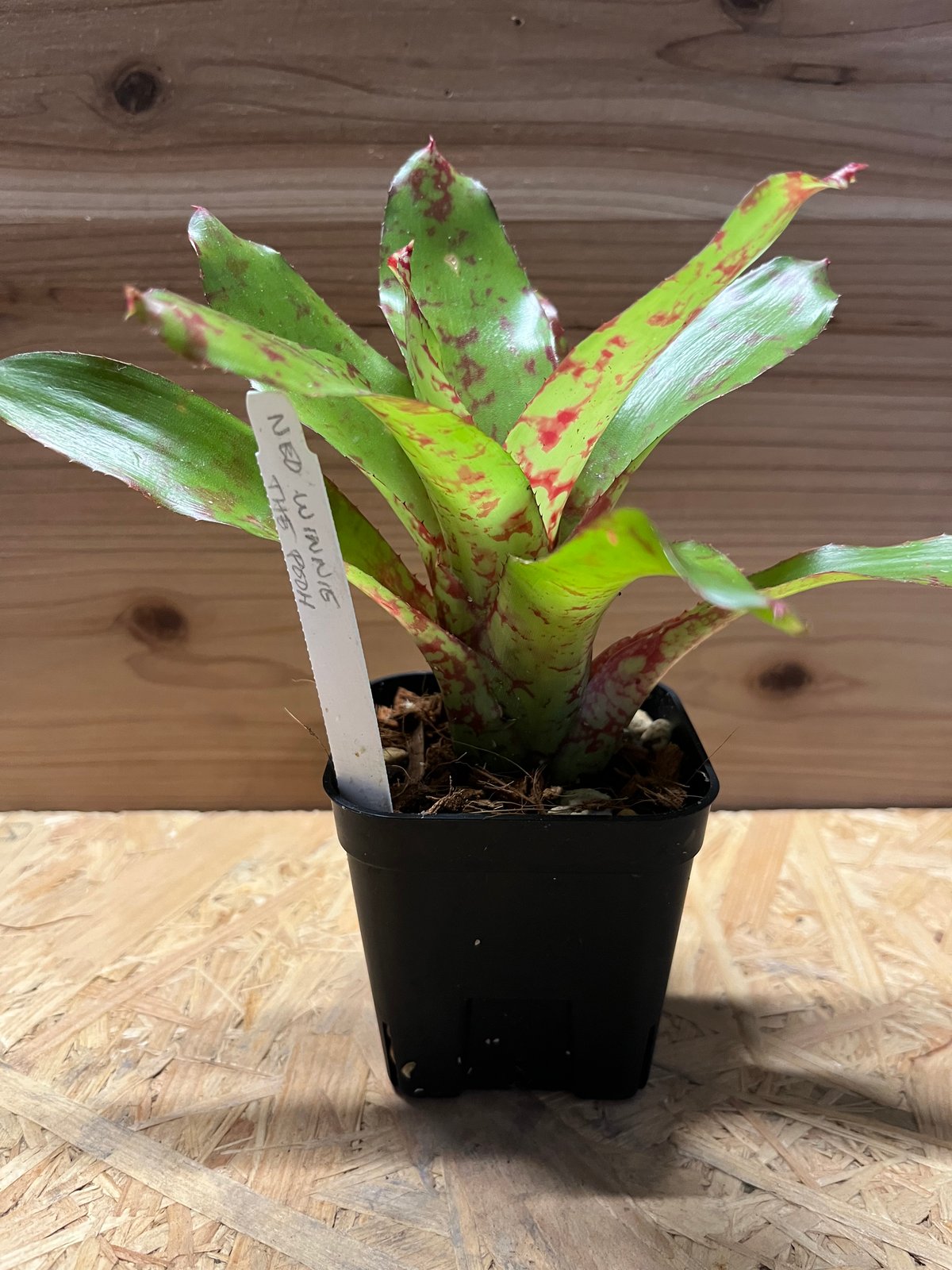 ネオレゲリア ウィーニーザプー リサ、タグ付き ネオレゲリア ウィーニーザプー リサ、タグ付き