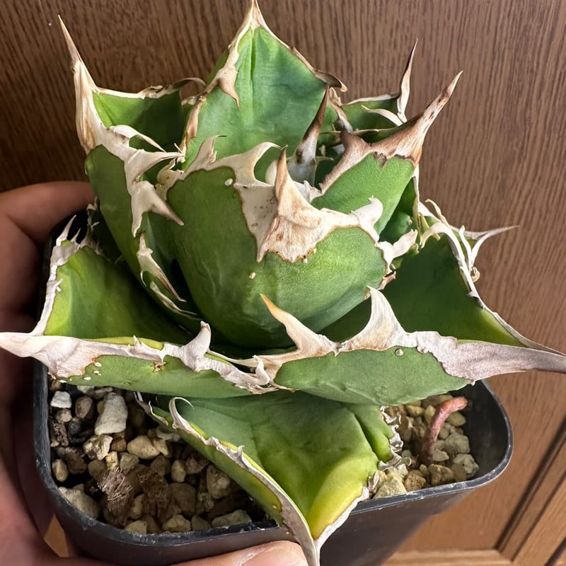 ケン様専用】アガベ チタノタ COK CG-01