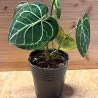 フィロデンドロン 'エメラルドクイーン' 斑入り | GREEN LUCK