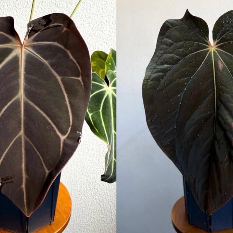 アンスリウム カーラブラッキー×アントラキー'ヤード' | GREEN LUCK