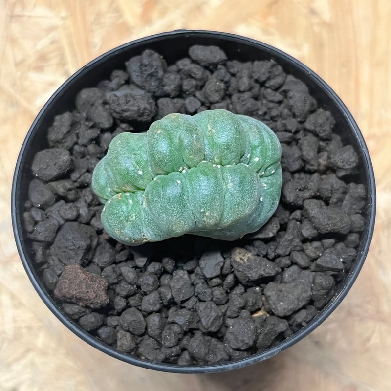 ロフォフォラ 鳥羽玉 綴化 | GREEN LUCK