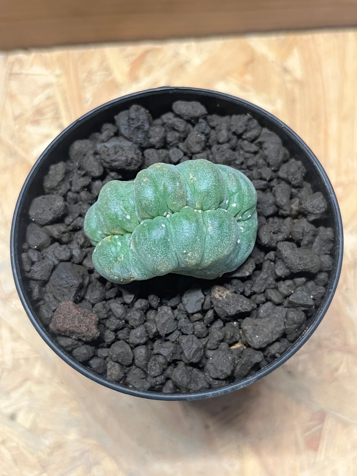 ロフォフォラ 鳥羽玉 綴化 | GREEN LUCK