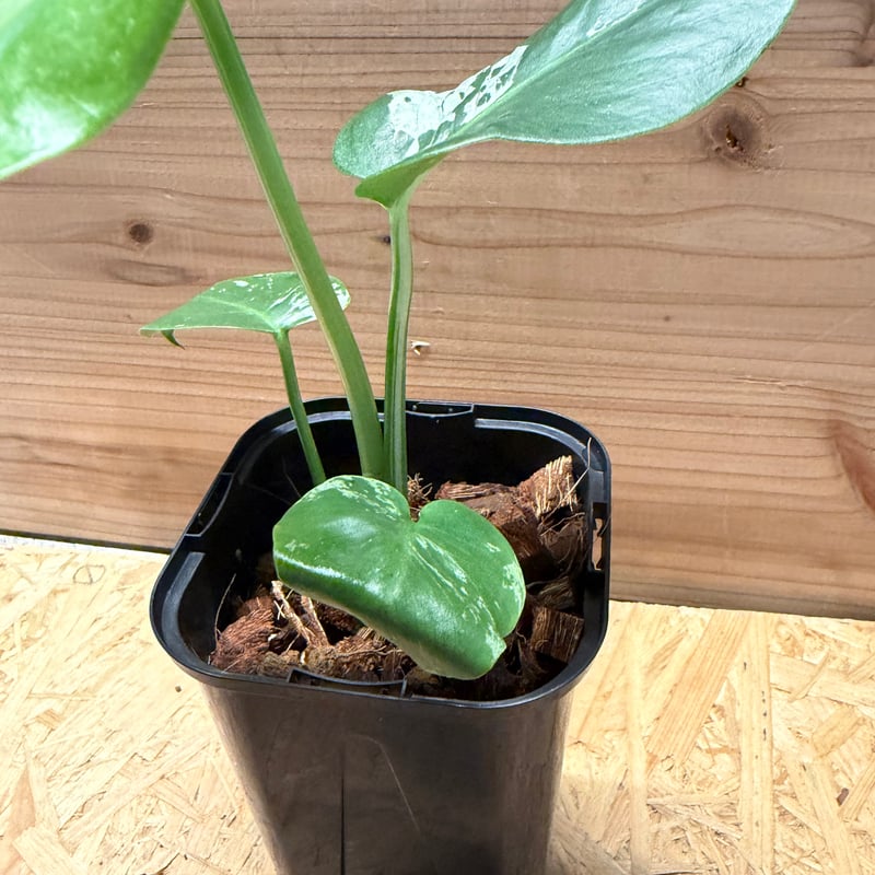 モンステラ デリシオーサ 'バルバソー' | GREEN LUCK