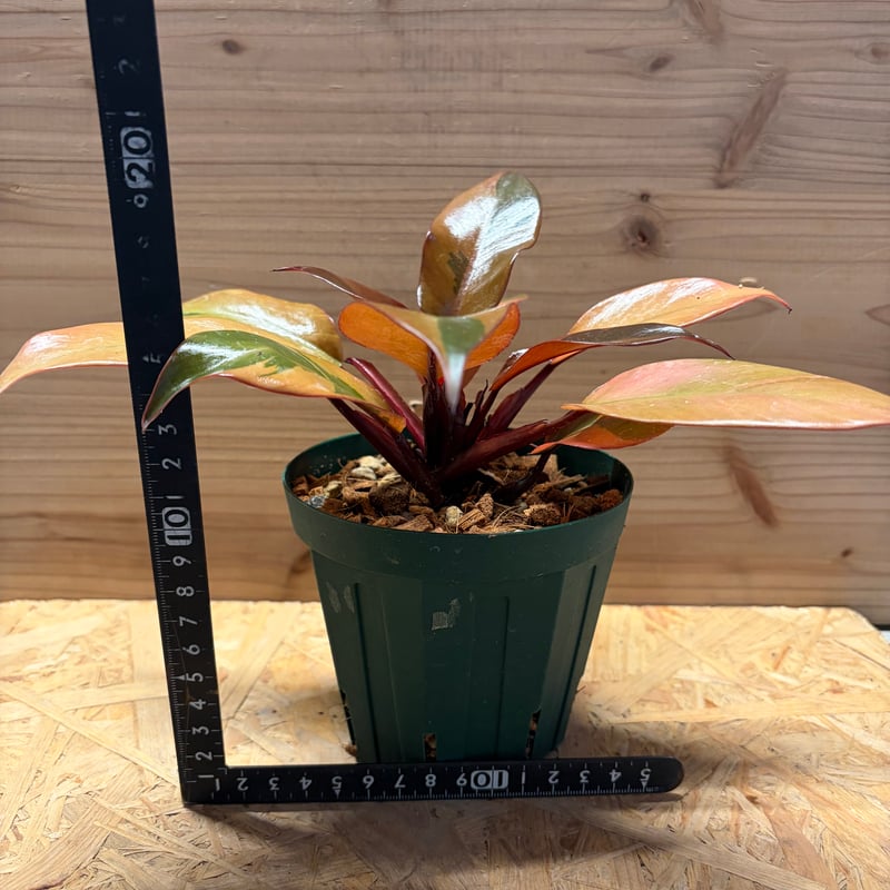 フィロデンドロン ブラックカーディナル 斑入り | GREEN LUCK