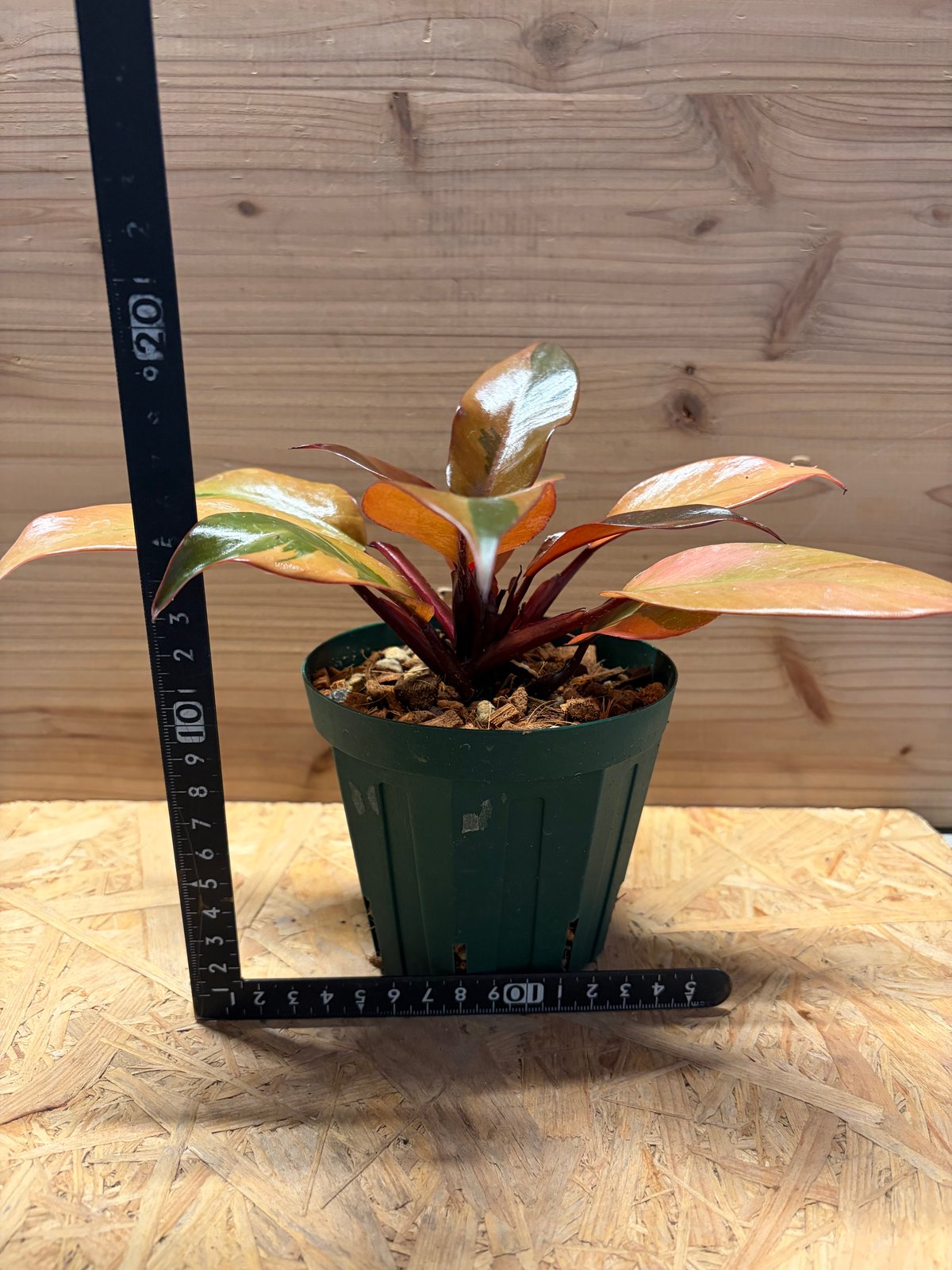 フィロデンドロン　ブラックカーディナル斑入 フィロデンドロン ブラックカーディナル 斑入り | GREEN LUCK