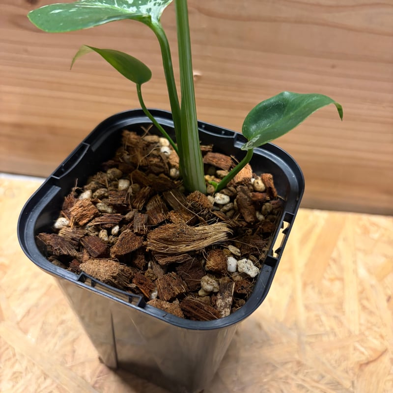 モンステラ デリシオーサ 'バルバソー' | GREEN LUCK