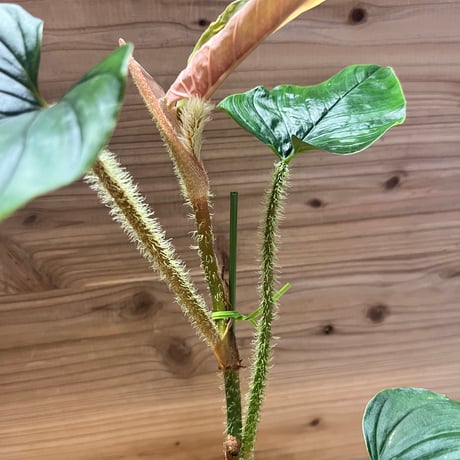 フィロデンドロン　セルペンス