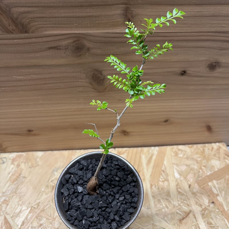 オペルクリカリア パキプス実生×かみ山陶器 | GREEN LUCK