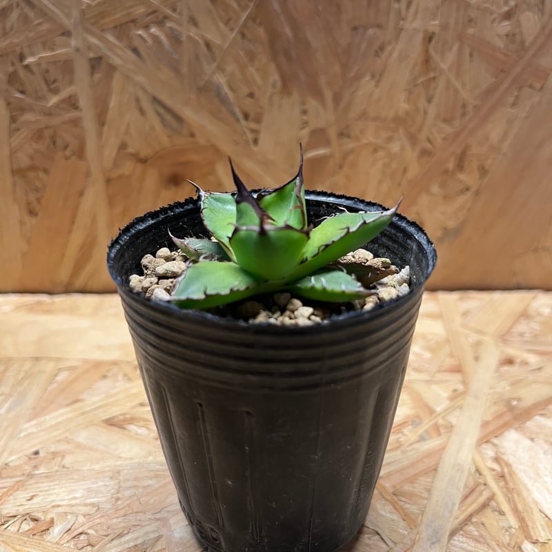 アガベ ホリダ 実生 | GREEN LUCK