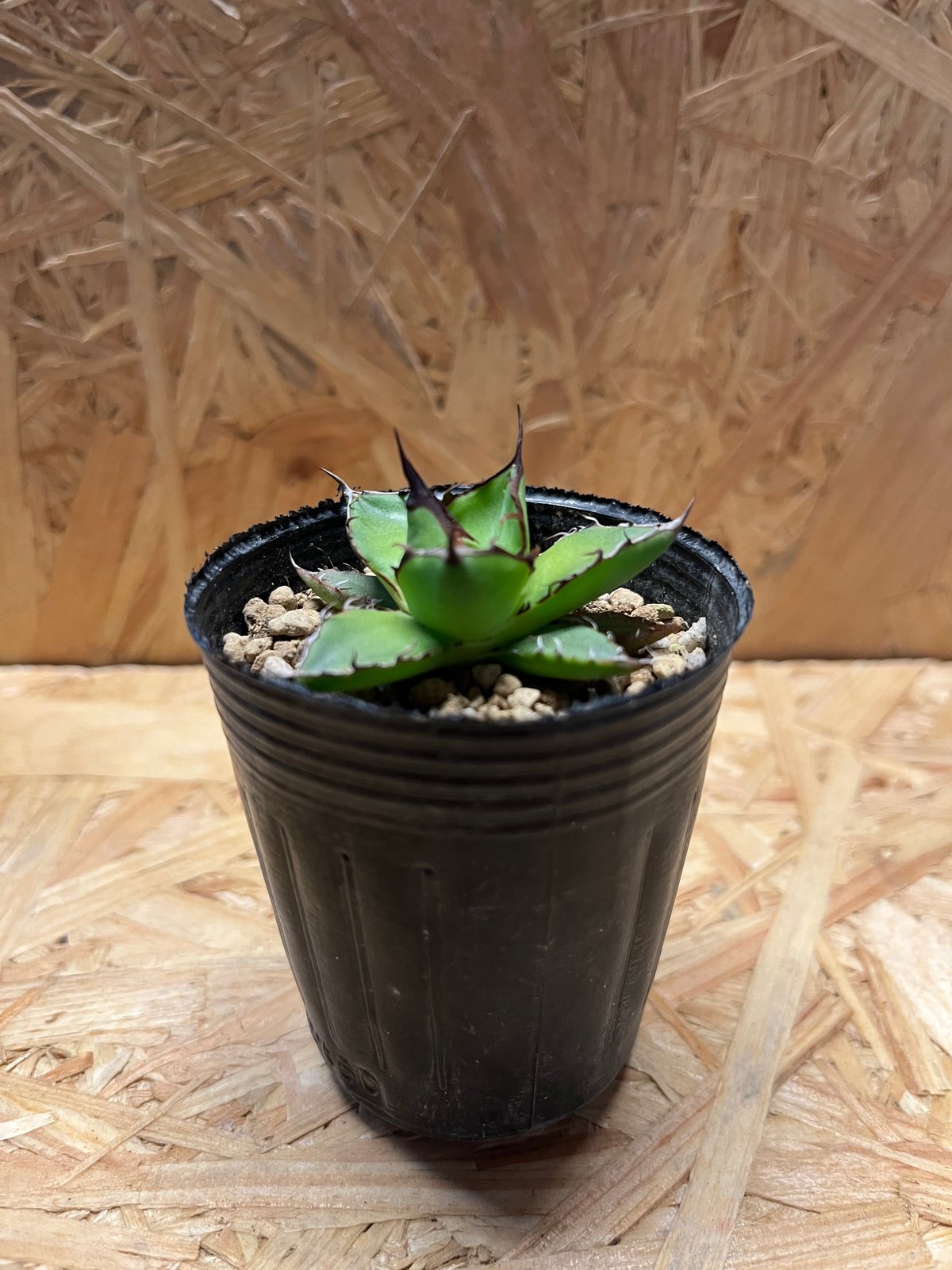 アガベ ホリダ 実生 | GREEN LUCK