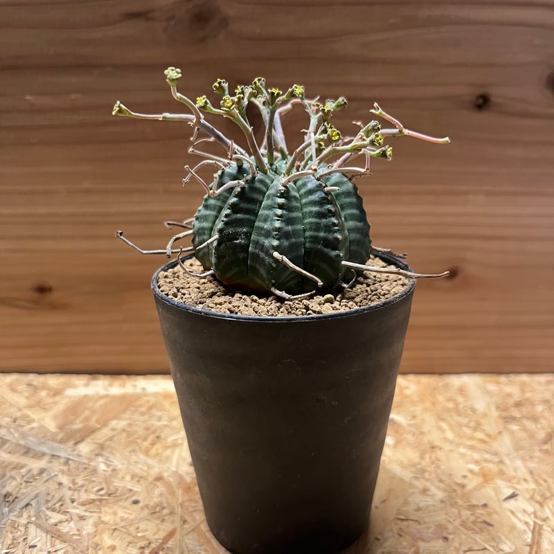 ユーフォルビア スーパーバリダ ユーフォルビア・スーパーバリダ | trigger