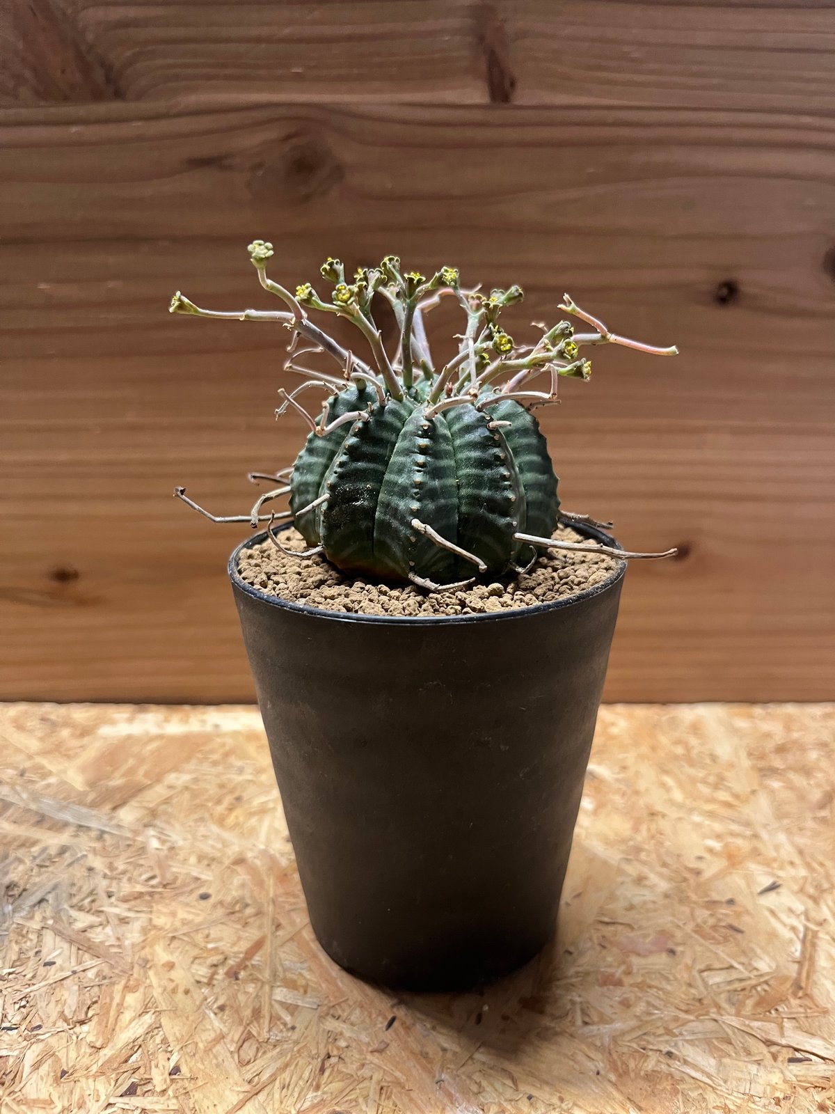 ユーフォルビア スーパーバリダ | GREEN LUCK