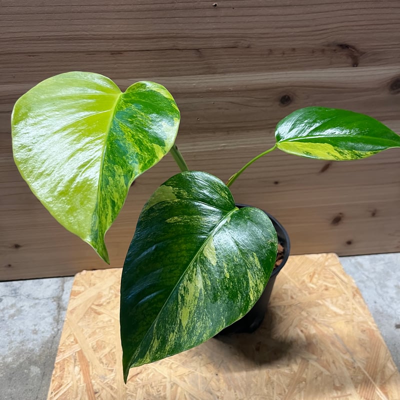 モンステラ ボルシギアナ イエローバリエガータ | GREEN LUCK
