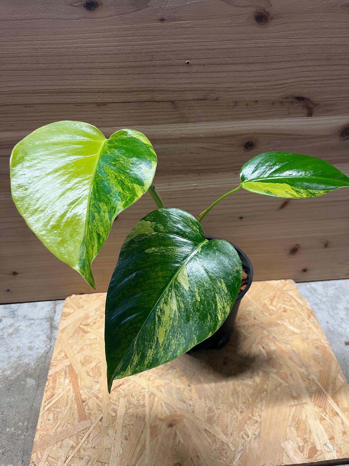 モンステラ ボルシギアナ イエローバリエガータ | GREEN LUCK