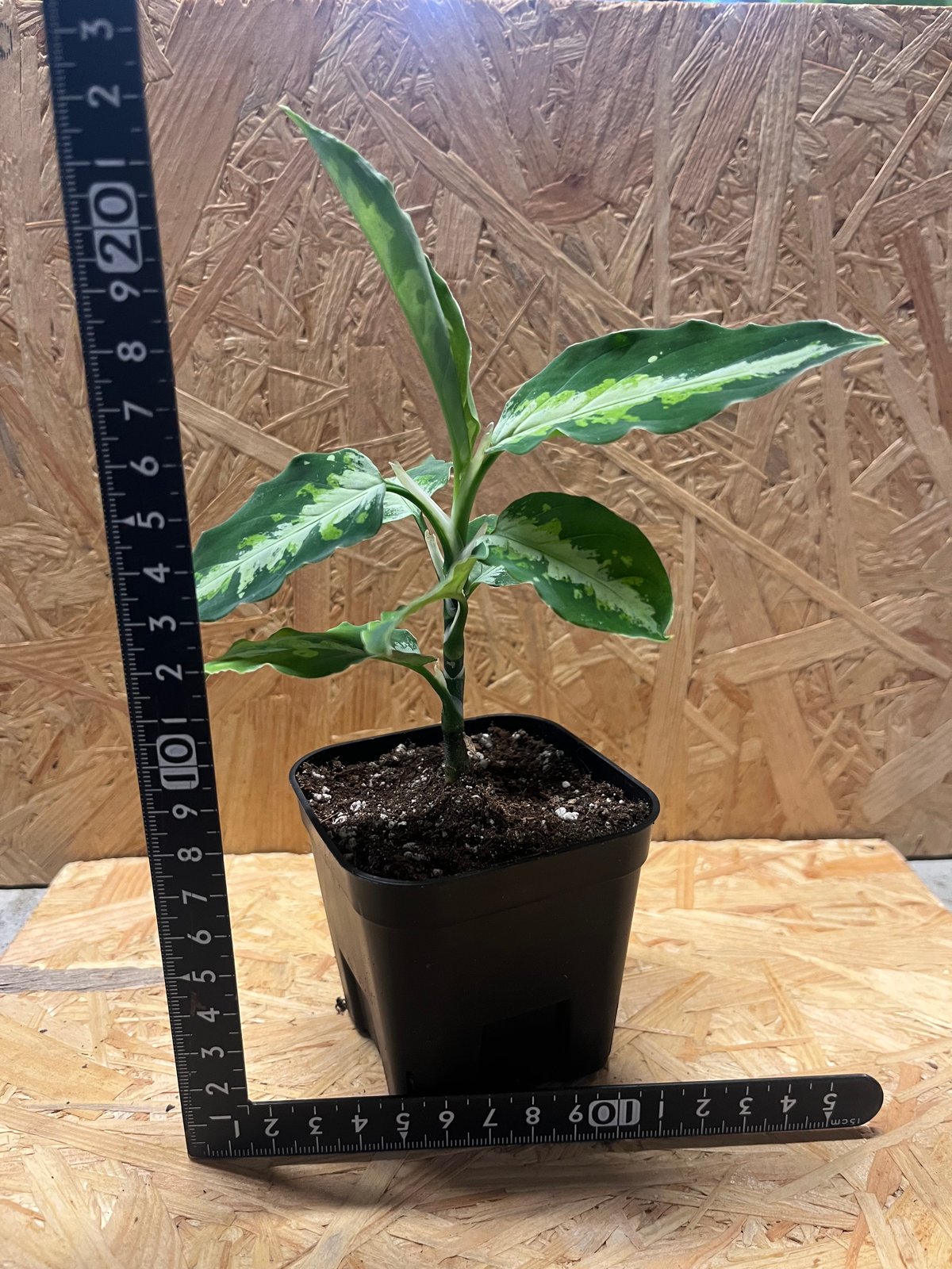 アグラオネマ ピクタム トリコロール (ワイド)本日セール中です。 現品お届け】アグラオネマ ピクタムトリカラーワイド Aglaonema