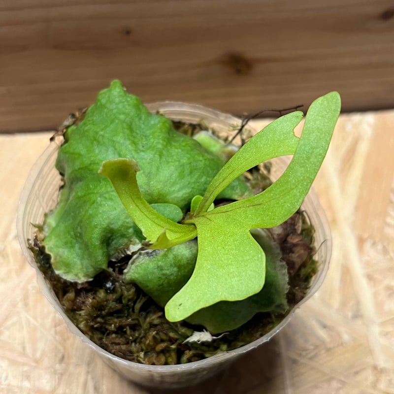 ビカクシダ リドレイ | GREEN LUCK