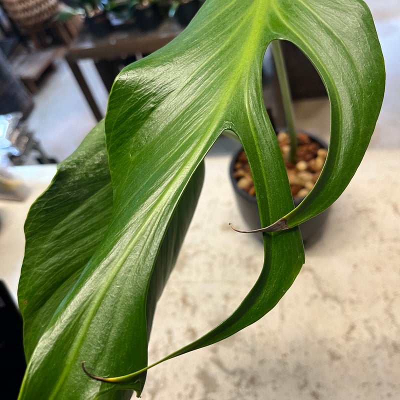 モンステラ バールマルクスフレーム ディラセラータ　大株 モンステラ バールマルクスフレーム ディラセラータ 大株