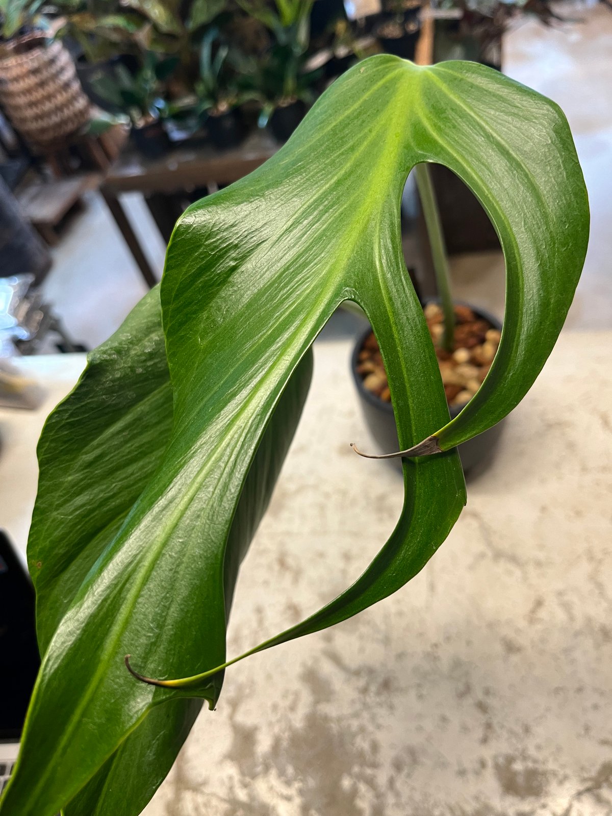 モンステラ ディラセラータ バールマルクスフレーム | GREEN LUCK