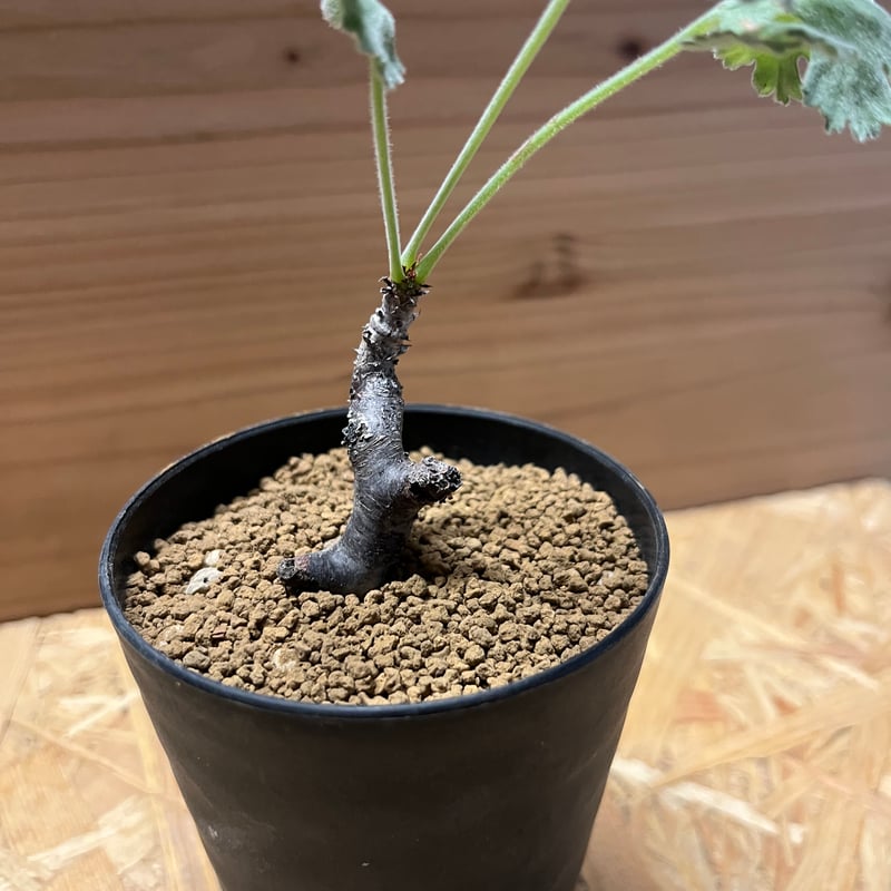 ペラルゴニウム ミラビレ | GREEN LUCK