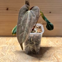 (期間限定)Billbergia 'Mad Max' ビルベルギア マッドマックス | GREEN LUCK